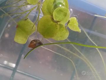 12 physa marmorata lumaca pulitore per acquario 