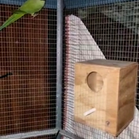 Parrocchetti dal collare