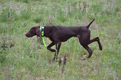 Kurzhaar 1 anno e 8 mesi