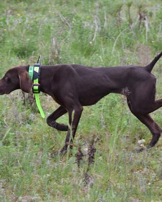 Kurzhaar 1 anno e 8 mesi