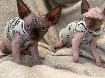 Sphynx