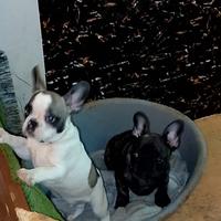 Cuccioli di bulldog francese Toy