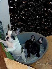 Cuccioli di bulldog francese Toy