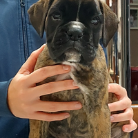 Boxer disponibili