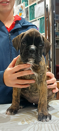 Boxer disponibili