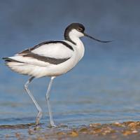 Avocetta