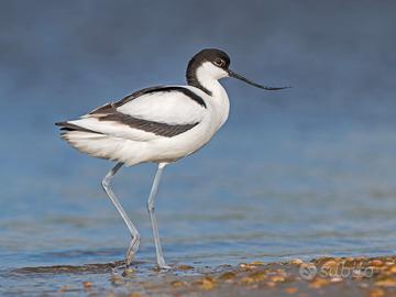 Avocetta