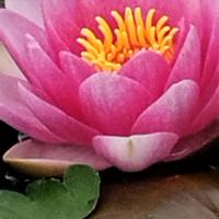 Ninfea pianta acquatica