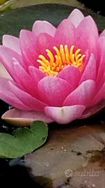 Ninfea pianta acquatica