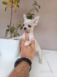 Cucciolo di chihuahua toy