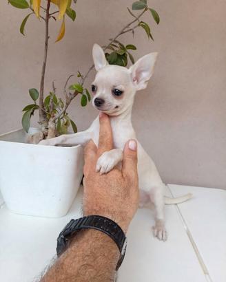 Cucciolo di chihuahua toy