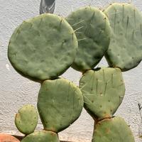 Pianta OPUNTIA Topolino Fico india Rara