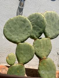 Pianta OPUNTIA Topolino Fico india Rara