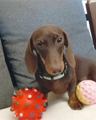 Cucciolo di bassotto di 5 mesi Pedigree ENCI/FCI