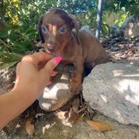 Bassotti Nani cuccioli