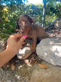 Bassotti Nani cuccioli