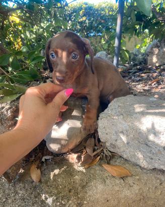 Bassotti Nani cuccioli