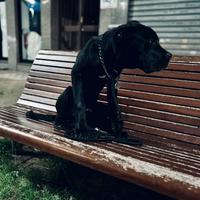 Cane corso un anno e mezzo
