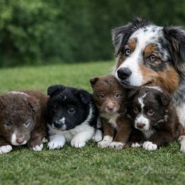 Cucciolotti australiani