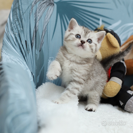 Gattino British meraviglioso scottish