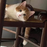 Gatti una femmina e uno maschio