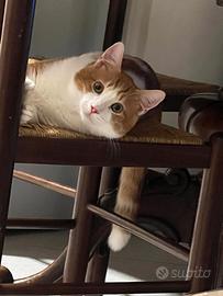 Gatti una femmina e uno maschio