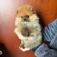 Spitz di Pomerania