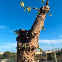 bonsai olmo campestre