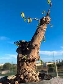 bonsai olmo campestre