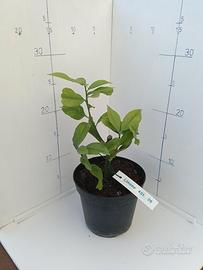 Piantine di Limone da Talea (2 Anni, 20-30 cm)
