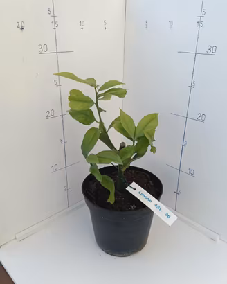 Piantine di Limone da Talea (2 Anni, 20-30 cm)