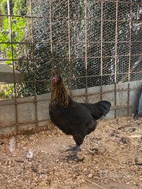 Pollastre razza Marans 