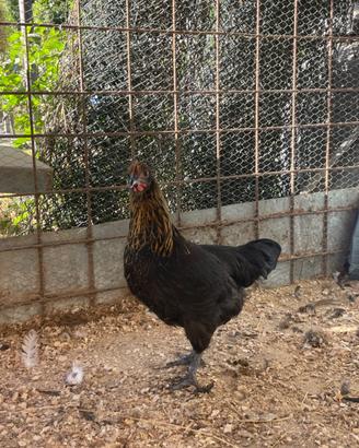 Pollastre razza Marans 