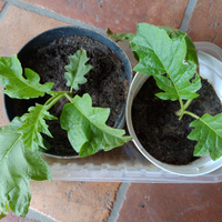 Solanum Torvum Chrysotrichum - piantine 10/15 cm