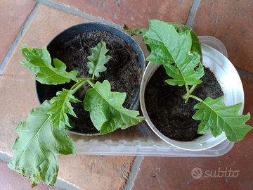 Solanum Torvum Chrysotrichum - piantine 10/15 cm
