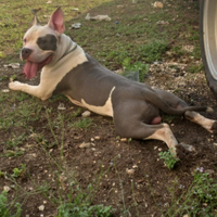 American Staffordshire Terrier