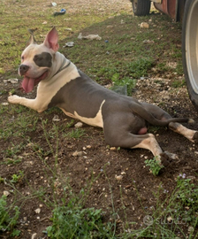 American Staffordshire Terrier