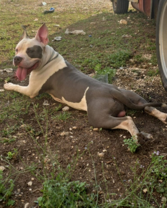 American Staffordshire Terrier