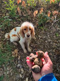 Cane da tartufo