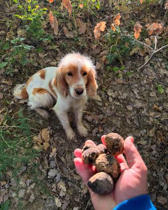 Cane da tartufo