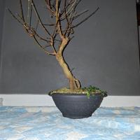acero tridente beurgeriano pre bonsai