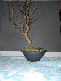 acero tridente beurgeriano pre bonsai