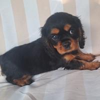 Femminuccia Cavalier King con pedigree