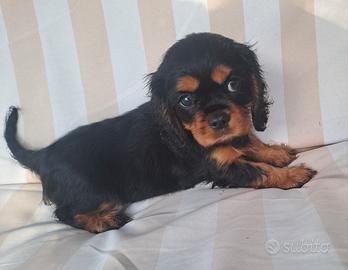 Femminuccia Cavalier King con pedigree