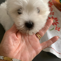 Maltese 2 mesi