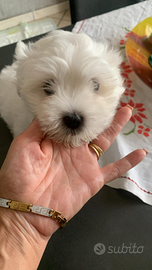 Maltese 2 mesi