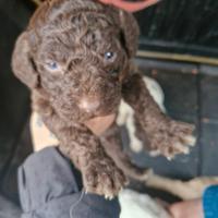 Cuccioli di lagotto romagnolo