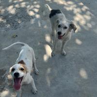Tolgo 2 cani