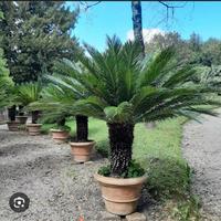 Cycas