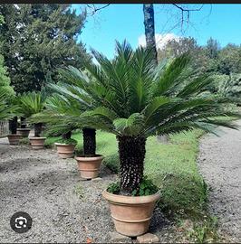 Cycas